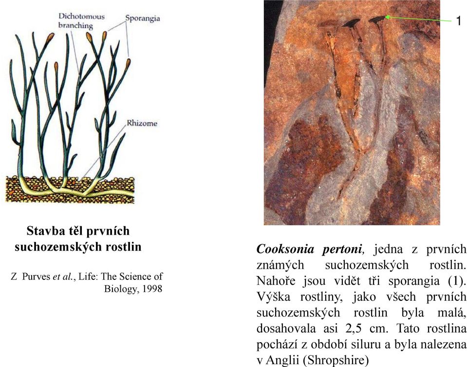 suchozemských rostlin. Nahoře jsou vidět tři sporangia (1).