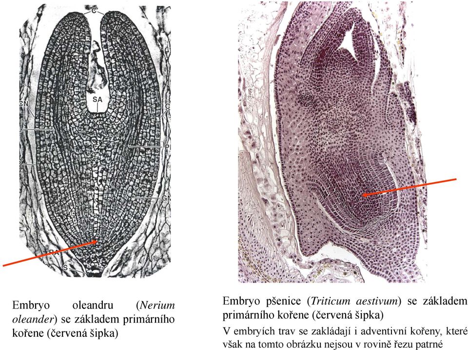 primárního kořene (červená šipka) V embryích trav se zakládají i