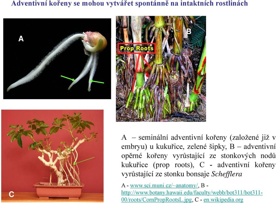 kukuřice (prop roots), C - adventivní kořeny vyrůstající ze stonku bonsaje Schefflera A - www.sci.muni.