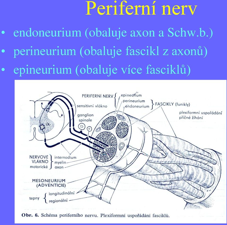 perineurium (obaluje fascikl z
