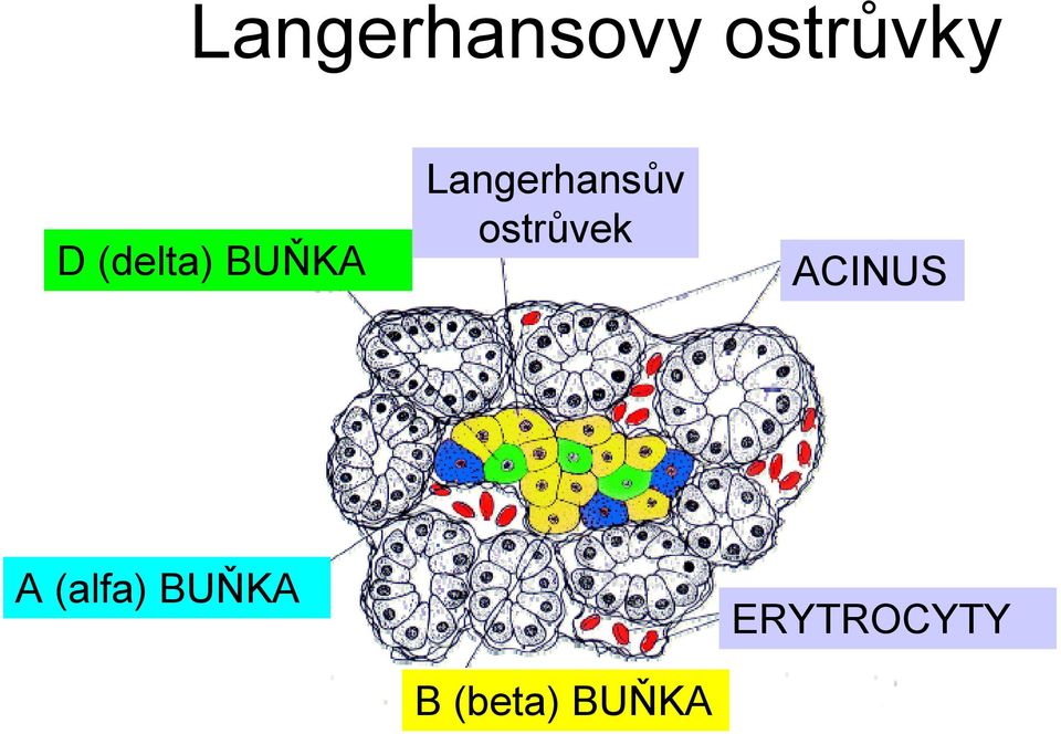 ostrůvek ACINUS A (alfa)