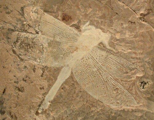 Ichthyostega Tetrapoda DEVON Rhipidistia Tiktaalik Rhyniognatha hirsti 400