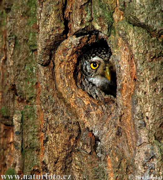 KULÍŠEK NEJMENŠÍ (Glaucidium passerinum) vyhledává staré jehličnaté horské lesy s dostatkem doupných stromů a prosvětlených ploch svrchu