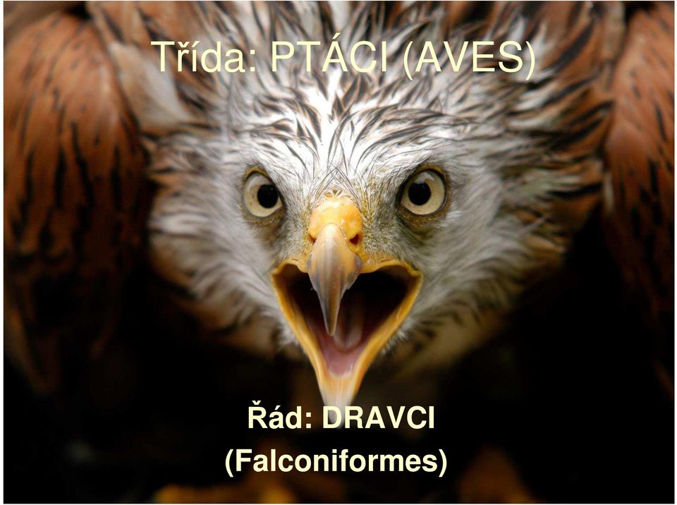 (AVES) Řád: