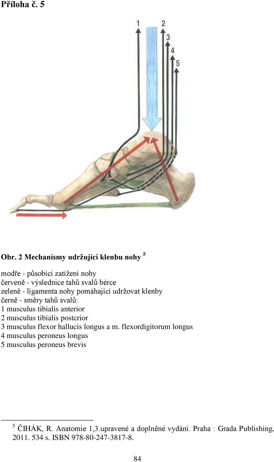 ligamenta nohy pomáhající udrţovat klenby černě - směry tahů svalů: 1 musculus tibialis anterior 2 musculus tibialis