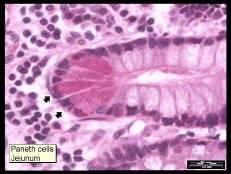 Joseph Paneth Cellula panethensis (in small intestine) Egyptian god of sun Ammon-Ra Cornu ammonis (=