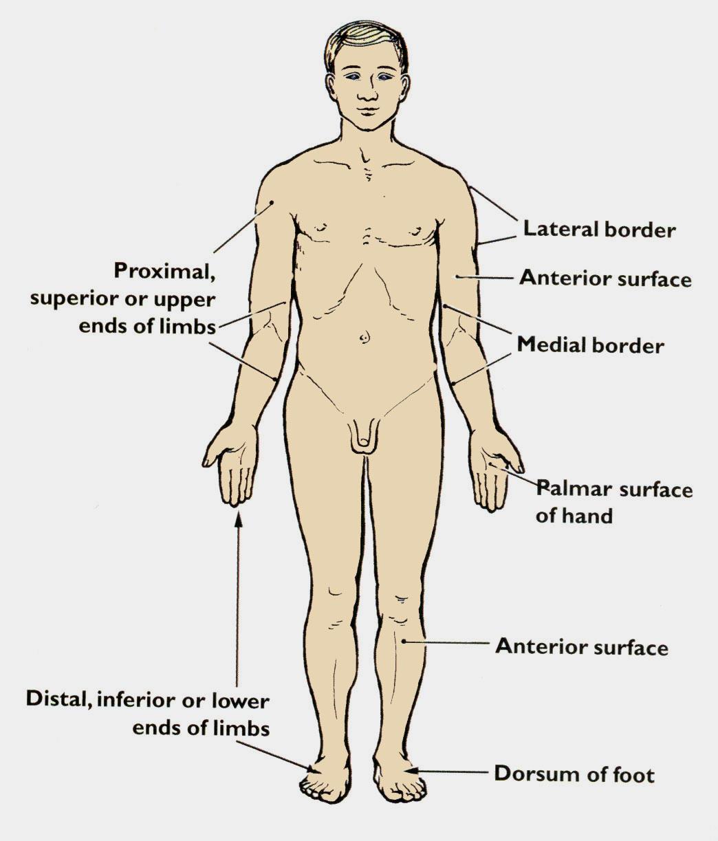 Medialis Lateralis Anterior Posterior