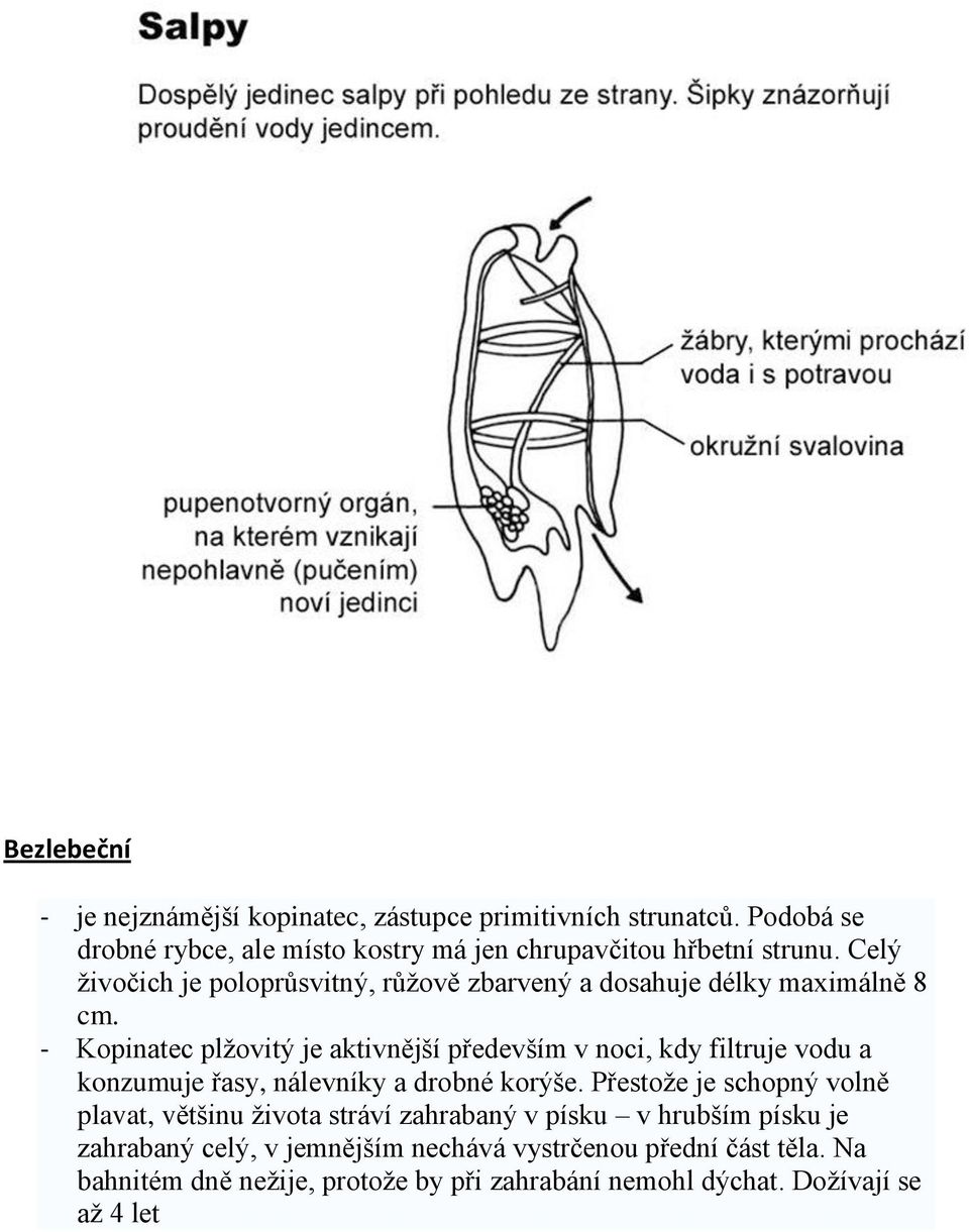 Celý živočich je poloprůsvitný, růžově zbarvený a dosahuje délky maximálně 8 cm.