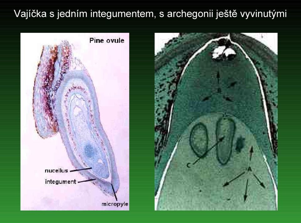 integumentem,