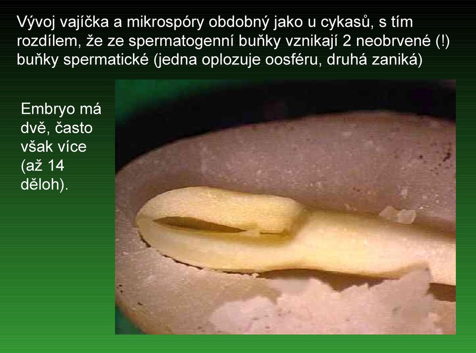 neobrvené (!