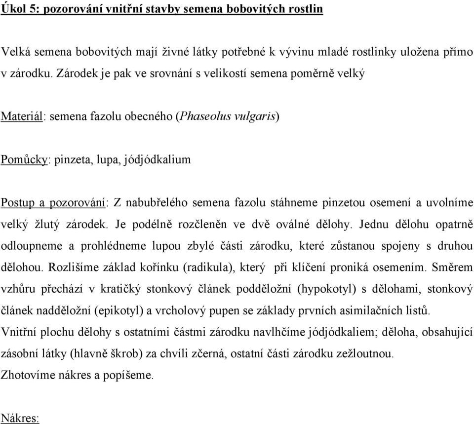 stáhneme pinzetou osemení a uvolníme velký žlutý zárodek. Je podélně rozčleněn ve dvě oválné dělohy.