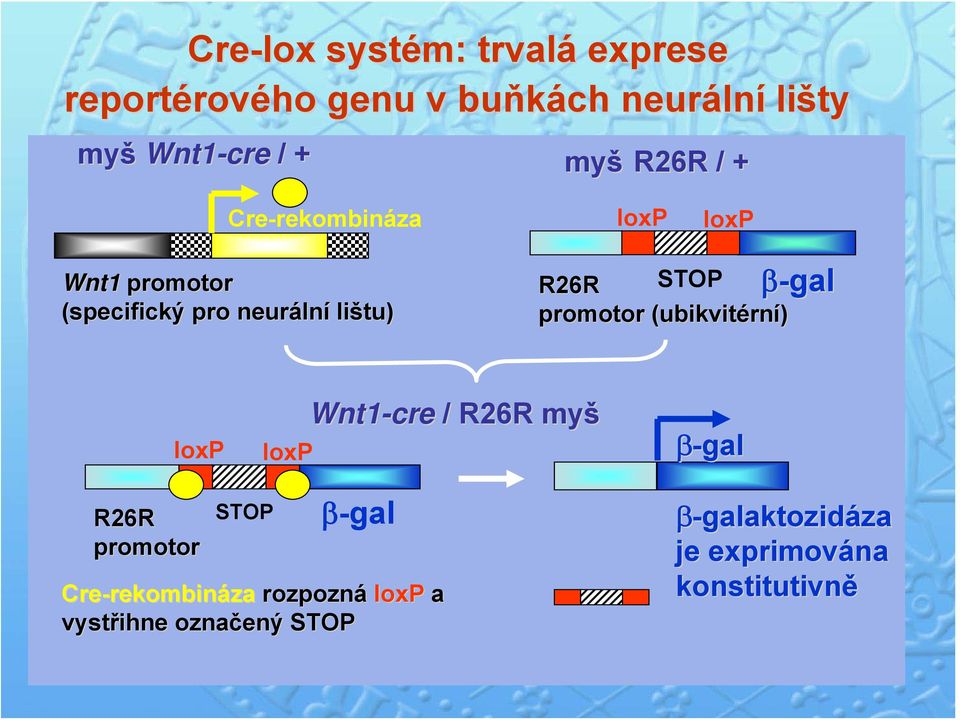 promotor r (ubikvit( ubikvitérní) β-gal loxp loxp Wnt1-cre / R26R myš β-gal R26R STOP promotor β-gal