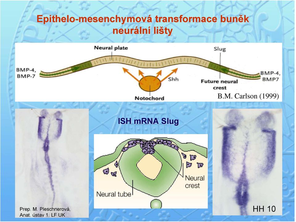 M. Carlson (1999) ISH mrna Slug Prep.