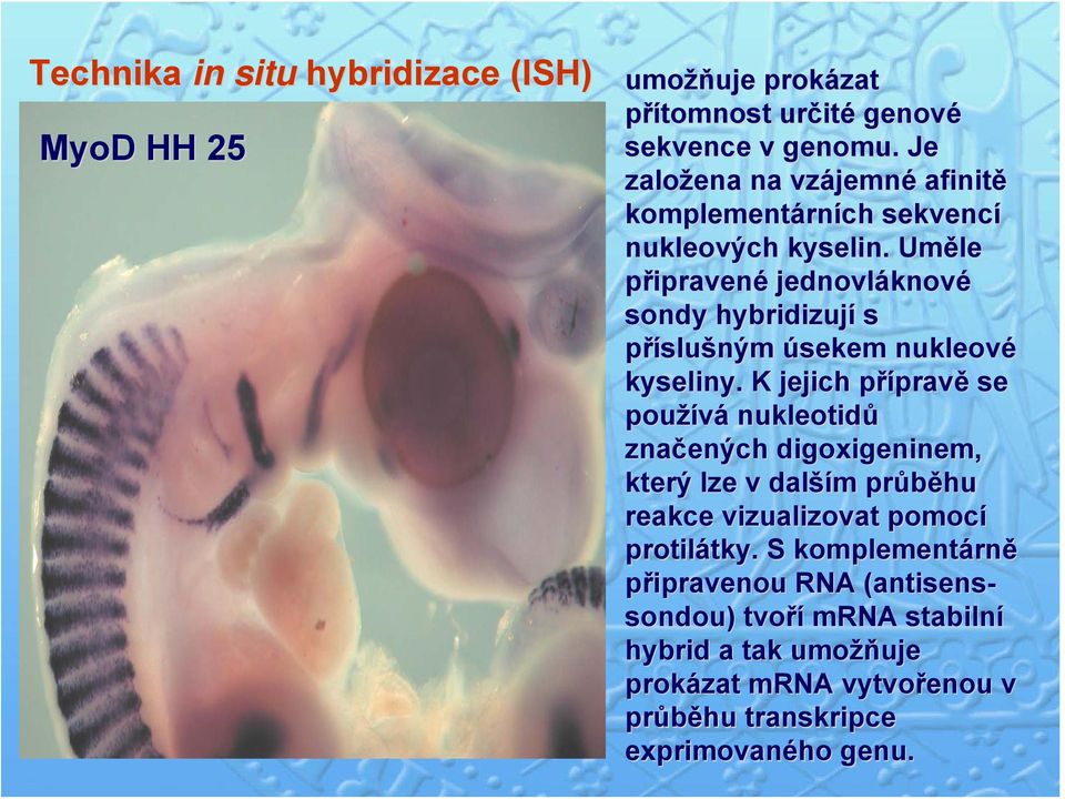 Uměle připravené jednovláknov knové sondy hybridizují s příslušným úsekem nukleové kyseliny.