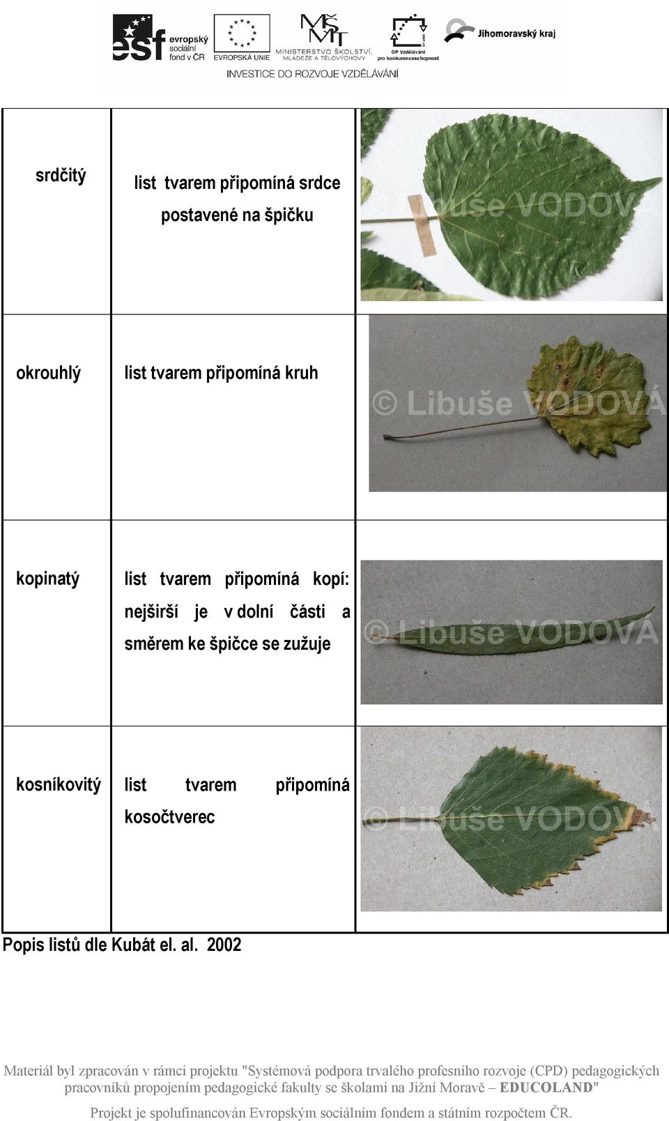 nejširší je v dolní části a směrem ke špičce se zužuje