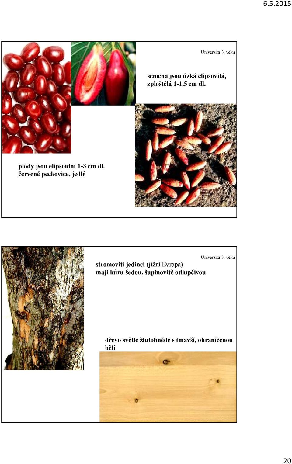 červené peckovice, jedlé stromovití jedinci (jižní Evropa)