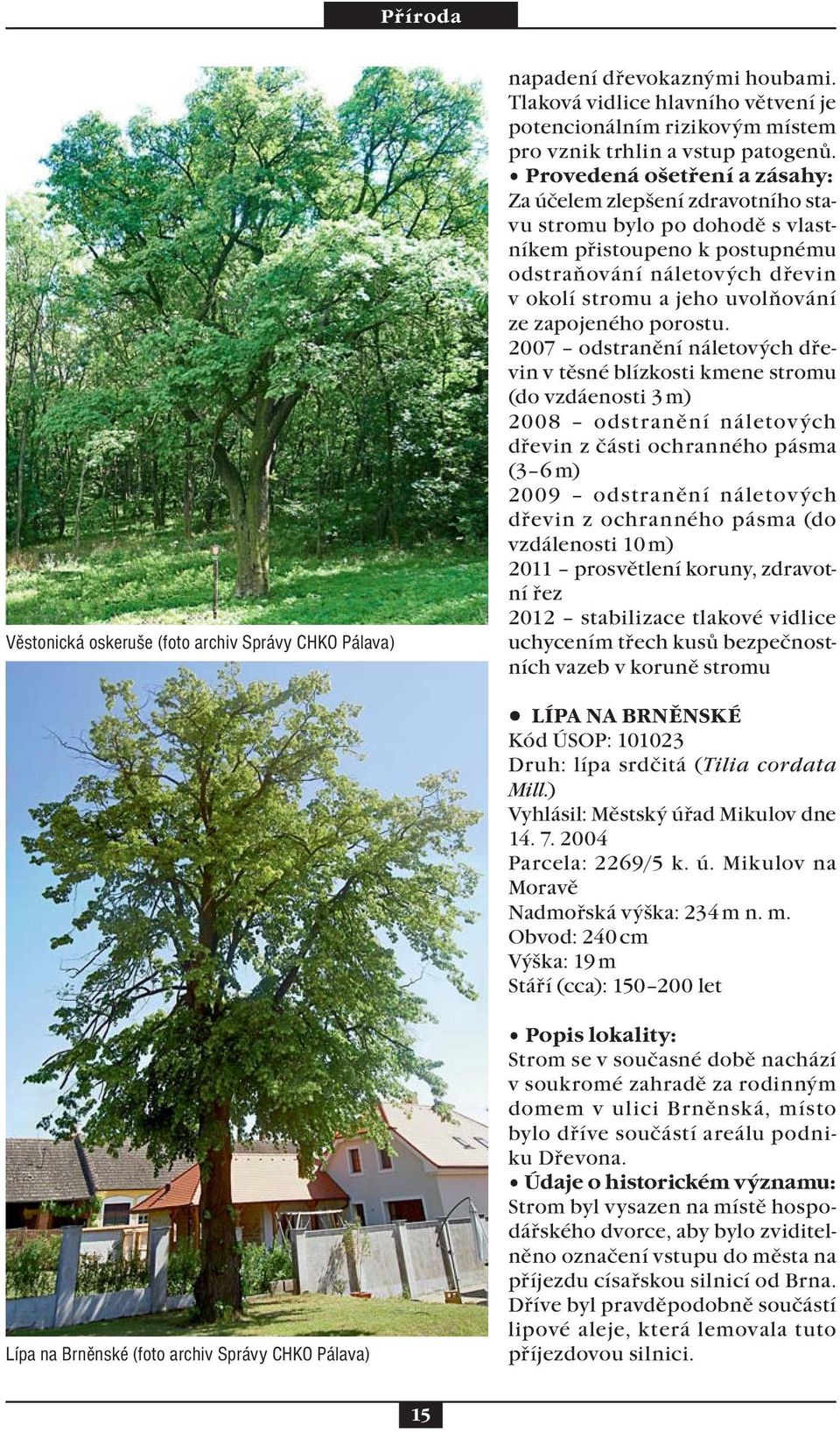 2007 odstranění náletových dřevin v těsné blízkosti kmene stromu (do vzdáenosti 3 m) 2008 odstranění náletových dřevin z části ochranného pásma (3 6 m) 2009 odstranění náletových dřevin z ochranného