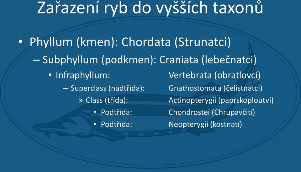 Superclass (nadtřída): Gnathostomata (čelistnatci)» Class (třída):