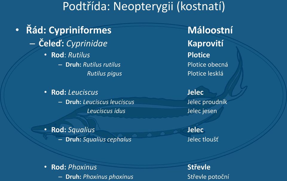 Leuciscus Jelec Druh: Leuciscus leuciscus Jelec proudník Leuciscus idus Jelec jesen Rod: