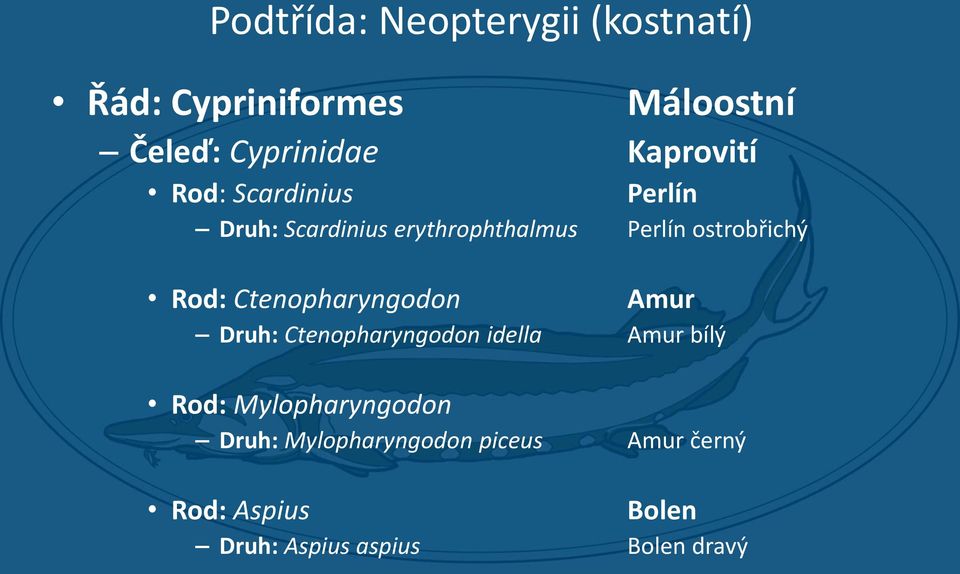 Rod: Ctenopharyngodon Amur Druh: Ctenopharyngodon idella Amur bílý Rod: