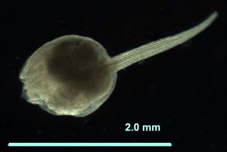 Urochordata (=Tunicata) - Pláštěnci regresní vývoj (metamorfóza): pohyblivá larva (aktivita) pasívní dospělec (=přední část hlavy) jednovrstevná pokožka, plášť z tunicinu chorda jen v ocásku larev