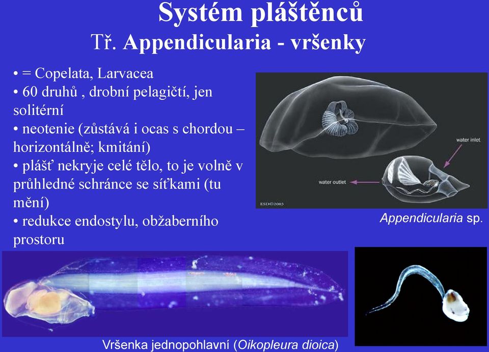 tělo, to je volně v průhledné schránce se síťkami (tu mění) redukce endostylu,