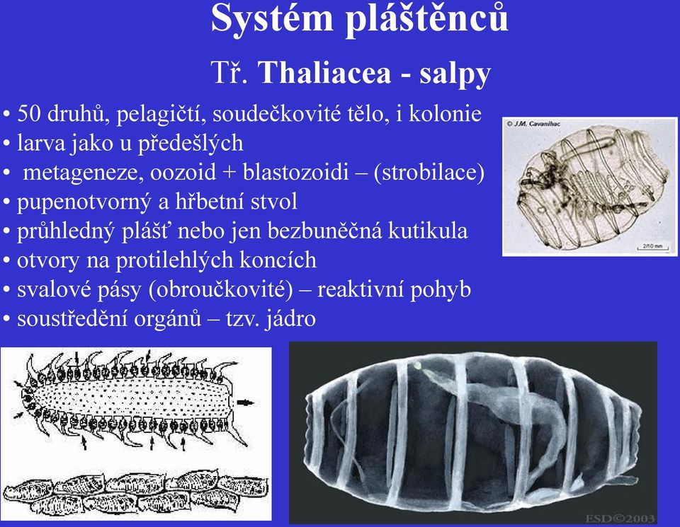 předešlých metageneze, oozoid + blastozoidi (strobilace) pupenotvorný a hřbetní