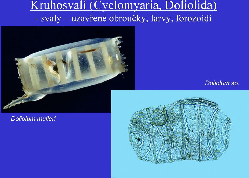 obroučky, larvy, forozoidi