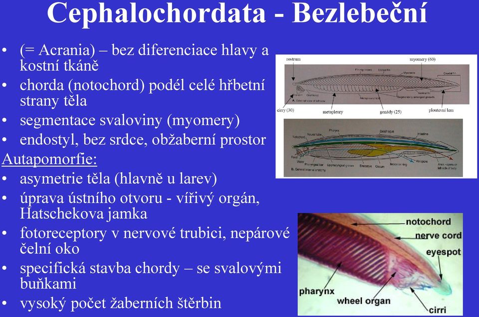 Autapomorfie: asymetrie těla (hlavně u larev) úprava ústního otvoru - vířivý orgán, Hatschekova jamka