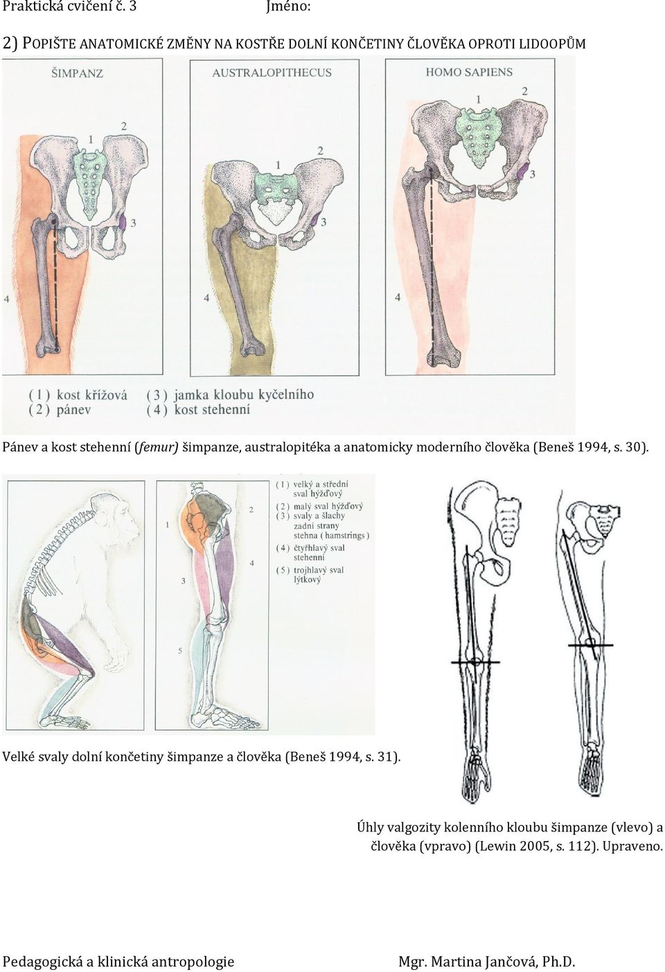 1994, s. 30). Velké svaly dolní končetiny šimpanze a člověka (Beneš 1994, s. 31).