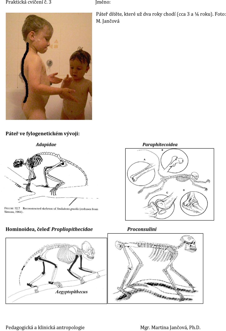 Jančová Páteř ve fylogenetickém vývoji: Adapidae