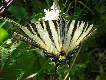 VII. Otakárek ovocný (Iphiclides podalirius) je v Červeném