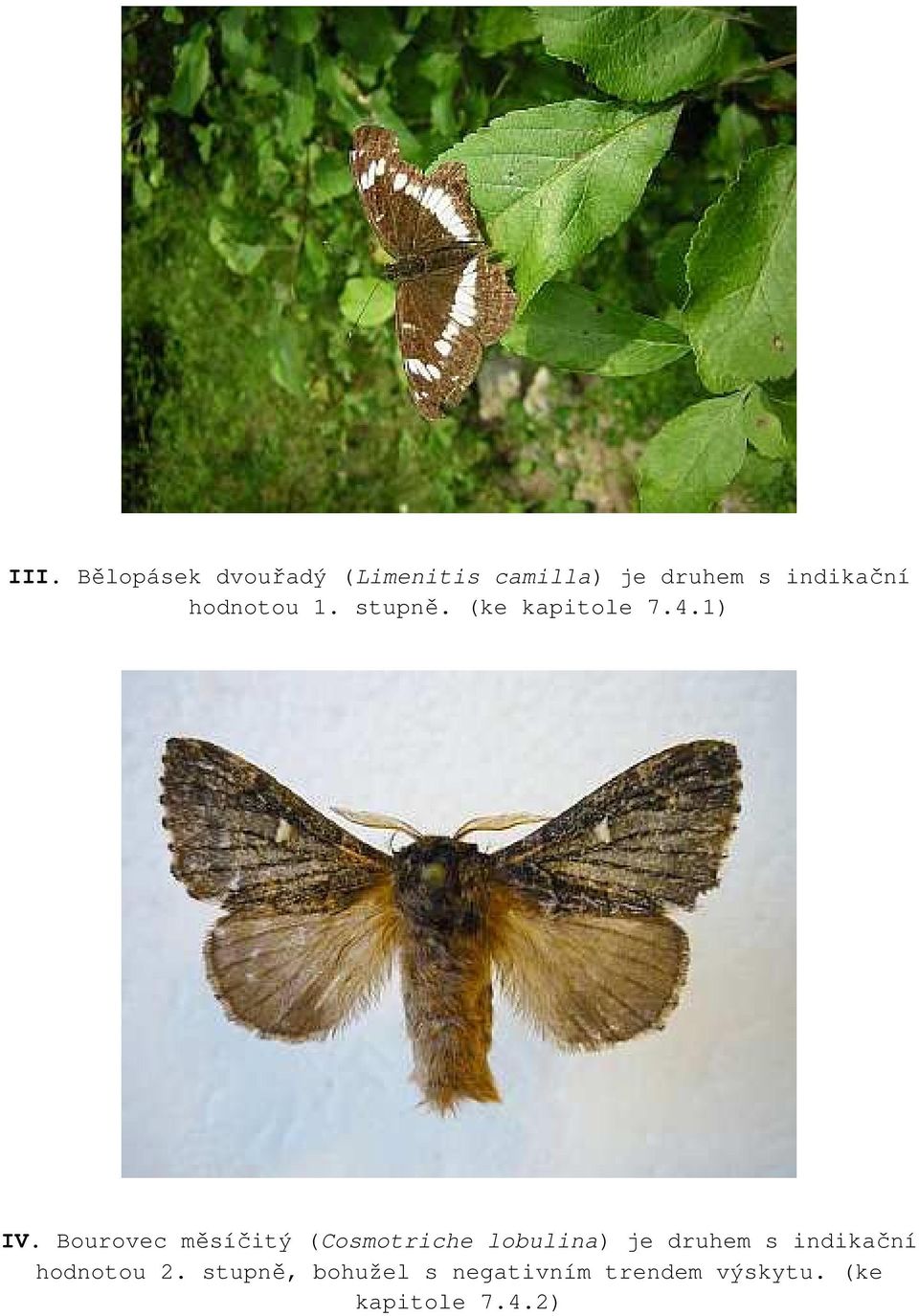 Bourovec měsíčitý (Cosmotriche lobulina) je druhem s indikační