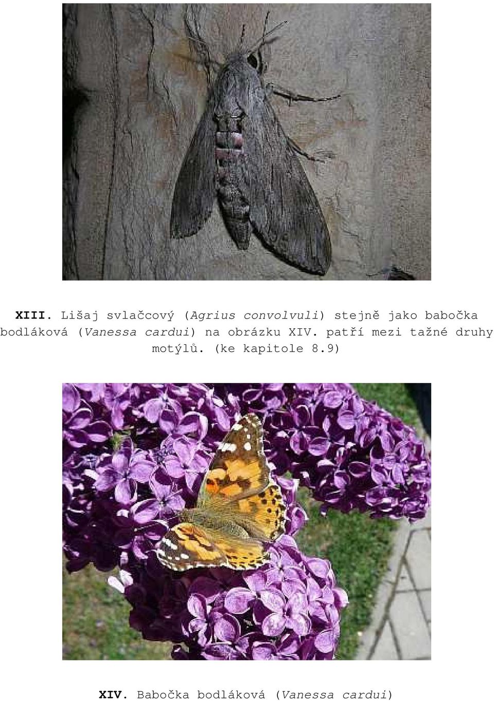obrázku XIV. patří mezi tažné druhy motýlů.
