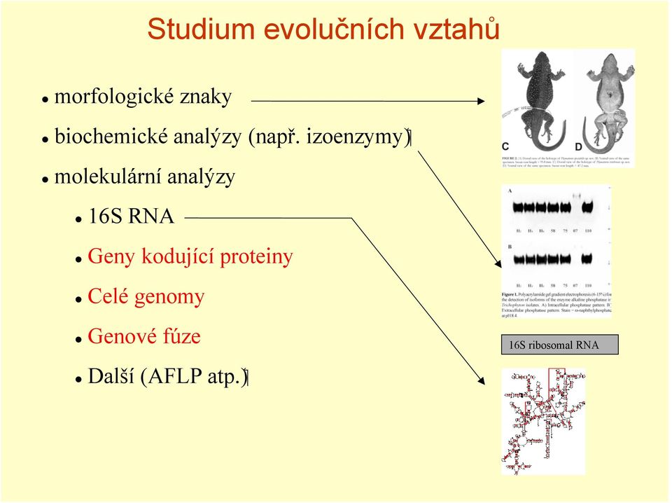 molekulární analýzy 16S RNA Geny kodující