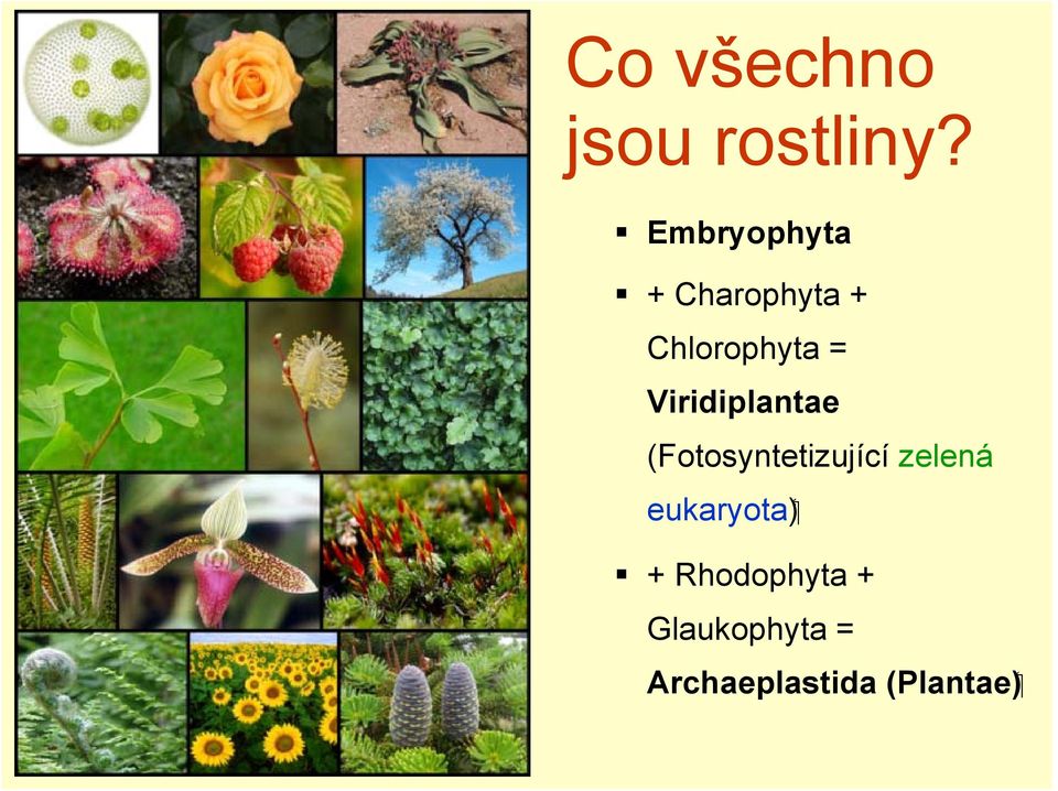 Viridiplantae (Fotosyntetizující zelená (