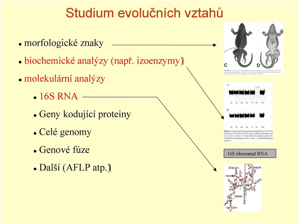 molekulární analýzy 16S RNA Geny kodující