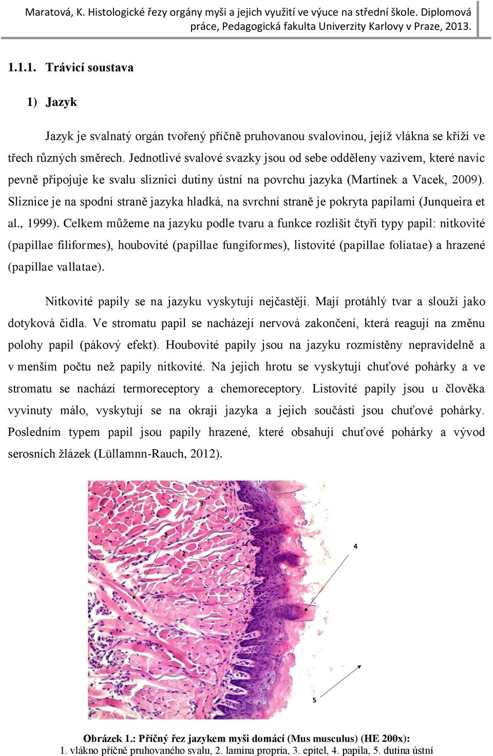 Sliznice je na spodní straně jazyka hladká, na svrchní straně je pokryta papilami (Junqueira et al., 1999).