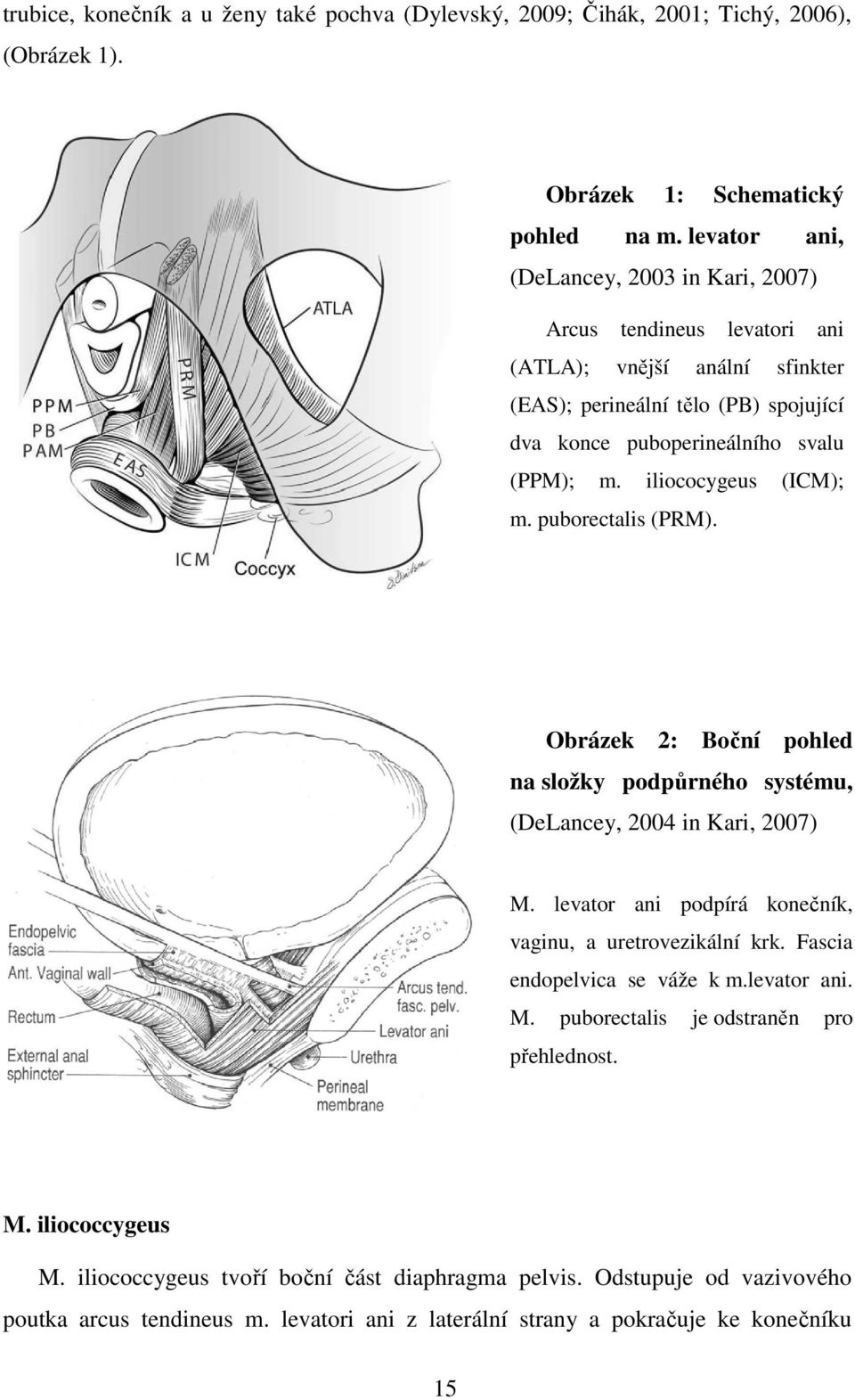 iliococygeus (ICM); m. puborectalis (PRM). Obrázek 2: Boční pohled na složky podpůrného systému, (DeLancey, 2004 in Kari, 2007) M. levator ani podpírá konečník, vaginu, a uretrovezikální krk.