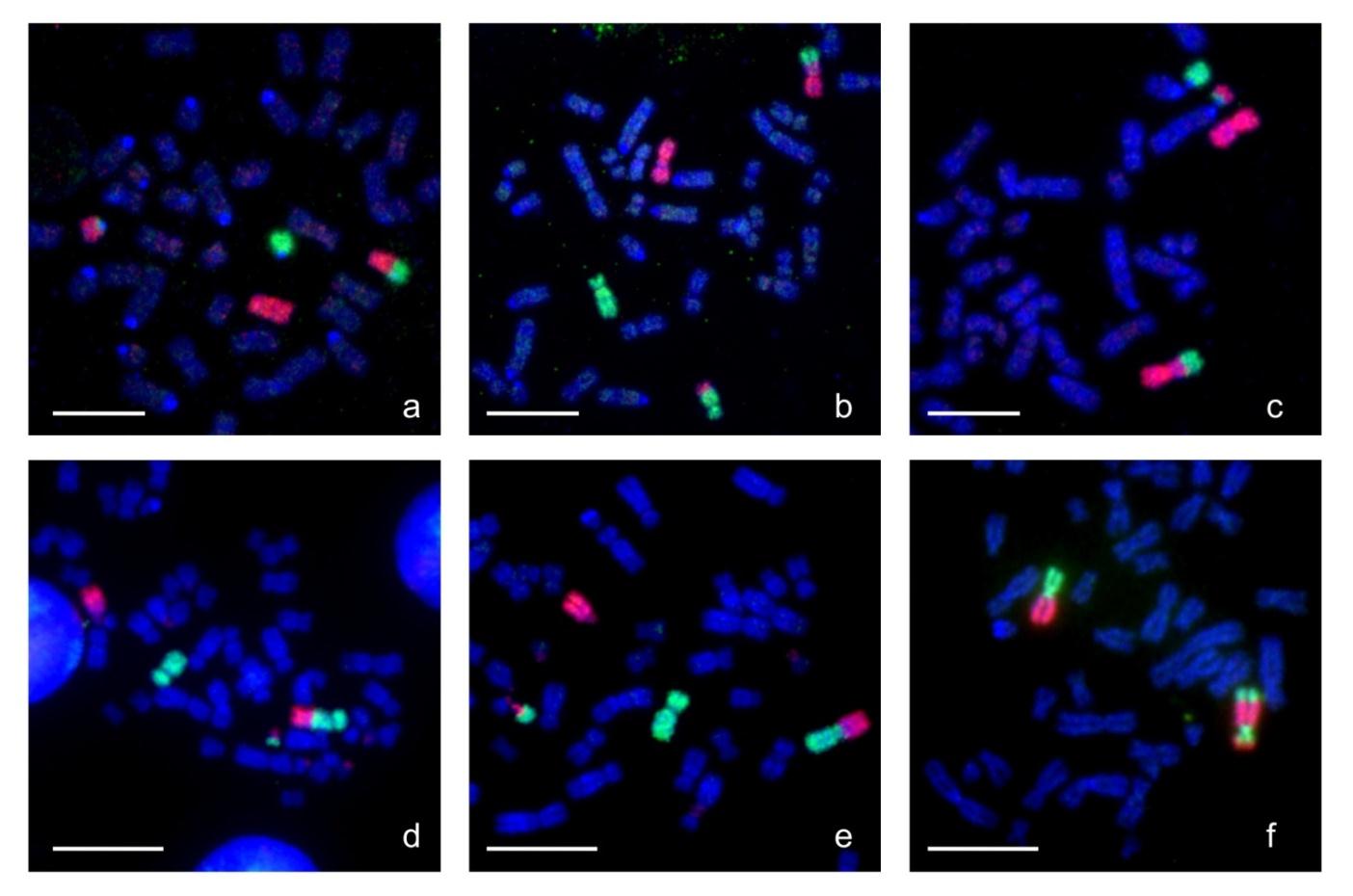 Testování genetických poruch a genetického rizika vzniku lymfomů Cytogenetické vyšetření kanců