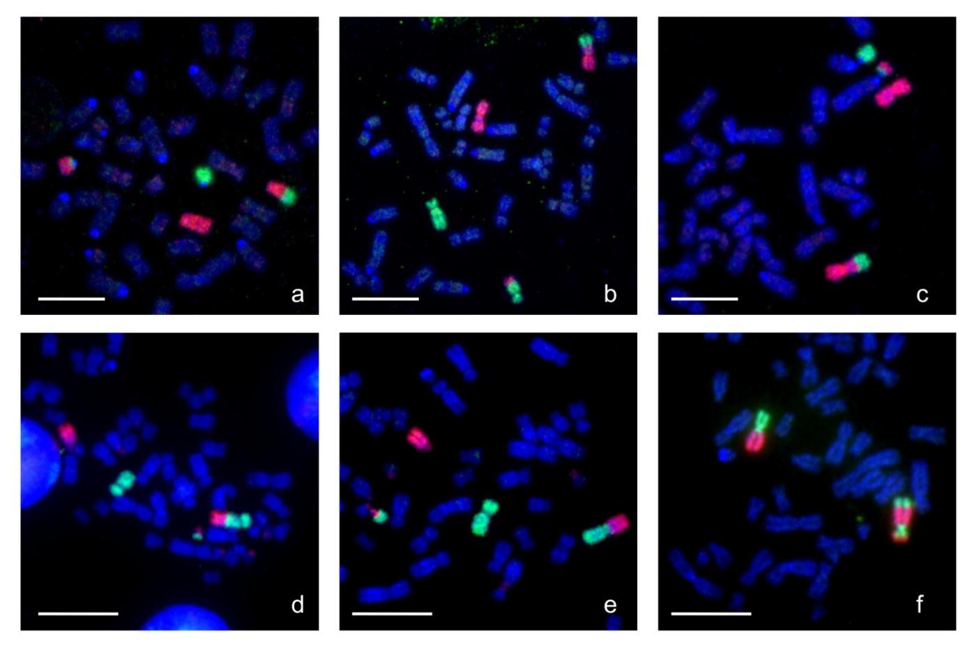 Testování genetických poruch a genetického rizika vzniku lymfomů Cytogenetické vyšetření kanců