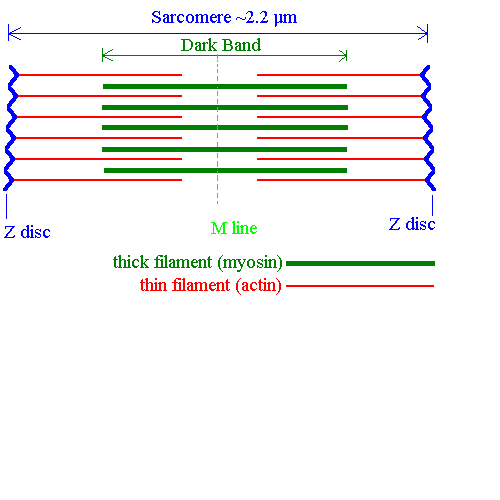 skluzný