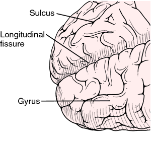 Telencephalon