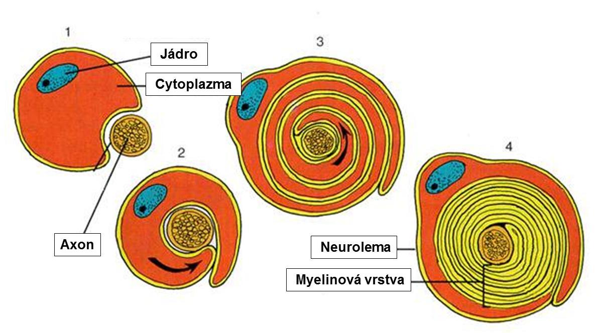 Periferní glie Schwanovy buňky - podobné olygod., tvoří myelinové pochvy axonů na periferii. Jedna buňka myelinizuje pouze jeden axon, obtáčí se.