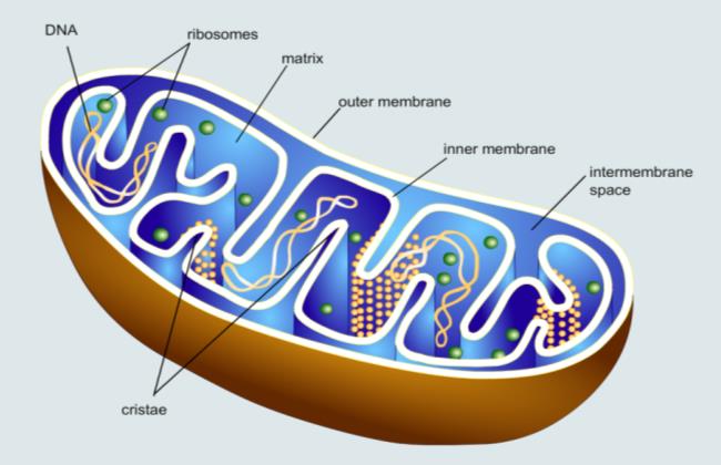 Vnitrobuněčná imunita Buňky vrozené imunity (dendritické, makrofágy) exprimují PPCR (pattern recognition receptors), poznávají nebezpečné struktury, signály nebezpečí, které narušují homeostázu a