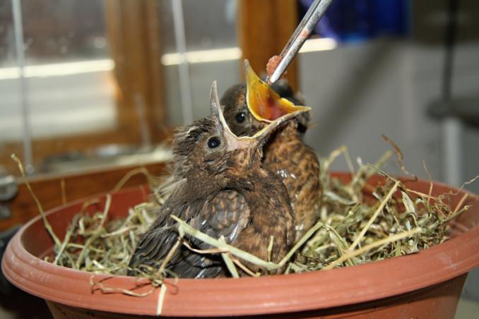 Mláďata Mimo poraněných dospělých ţivočichů se do stanice dostávají také mláďata nejrůznějších druhů ptáků a savců.
