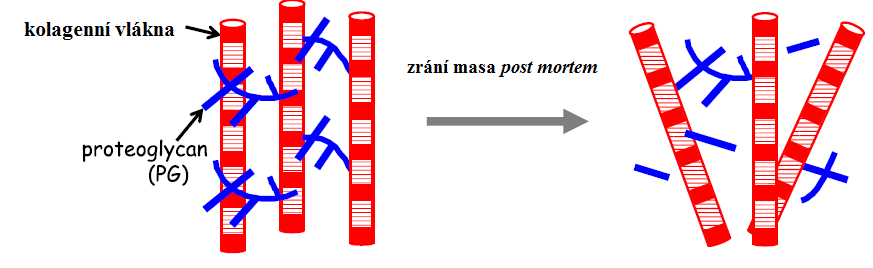 Zrání masa a