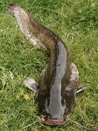 RYBY SUMCOVITÉ Sumec obecný Naše největší dravá ryba. Na kůži nejsou šupiny. Typickým znakem jsou 2 dlouhé a 4 krátké hmatové vousy kolem širokých úst. Může dorůst délky až 2 m, váhy až 100 kg.