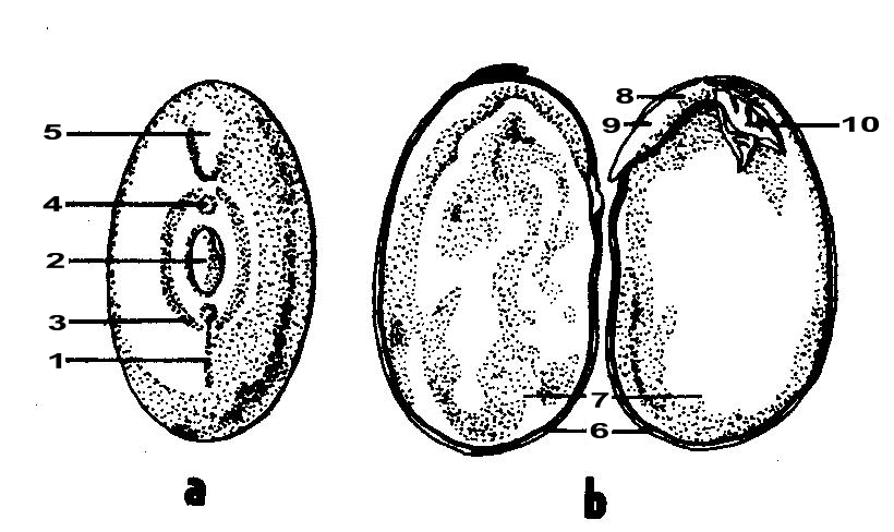 Semeno - složené z osemení a klíčku s velkými dělohami - endosperm chybí nebo je vyvinut málo a) šev (1), pupek (2), chaláza (3), mikropyle (4), obrys kořínků (5) b) Dělohy (7)- zásobní látky,