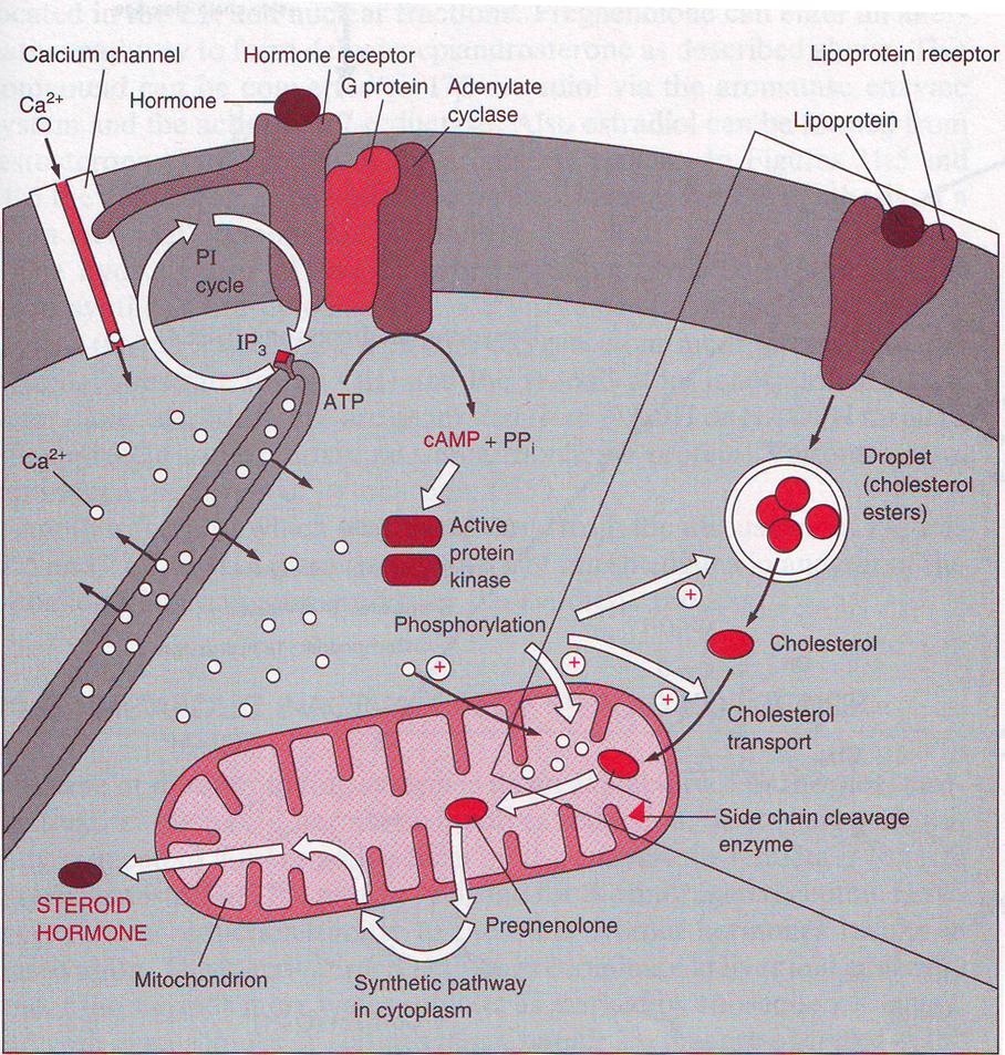 Hormonální stimulace syntézy steroidů Steroid Signál syntézu Progesteron Testosteron LH Estradiol FSH Kortisol Dehydroepiandrosteron ACTH Aldosteron